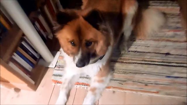 Kong Quest Critters im Test! (Für Hunde) смотреть онлайн