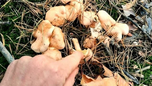 Много Белых Грибов!!! Маслята и Польские смотреть онлайн
