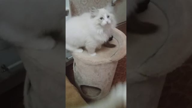 Невские маскарадные котятки. Питомник"Невская Корона" помёт"Б" смотреть онлайн