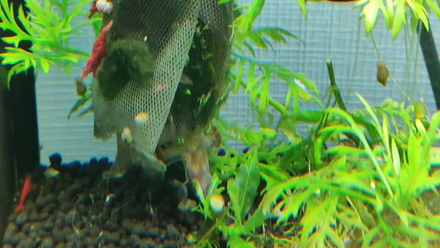 Пример успешной эволюции смотреть онлайн