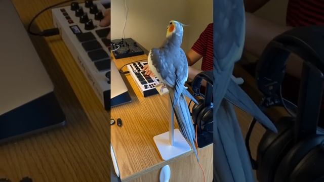 Extended dibbydoo beats #parrot #cute #pet #cockatiel #bird #rappingbird смотреть онлайн