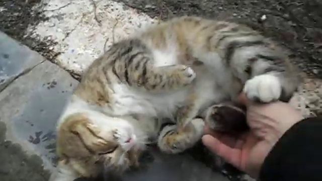 Котики встречающие своего хозяина по звуку мотора авто смотреть онлайн