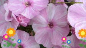 Флокс метельчатый Пикассо. Краткий обзор, описание характеристик phlox paniculata Picasso