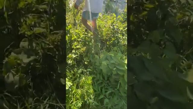 Таксодиум двурядный смотреть онлайн