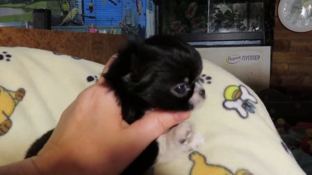 Длинношерстный щенок породы #ЧИХУАХУА Мари Мистик Изюминка от Леона 28.10.23 #chihuahualove #russia смотреть онлайн