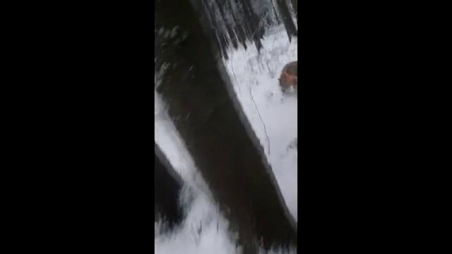 Гибрид волка. Линда 7мес. след. трен. 20мин. 1 упр. смотреть онлайн