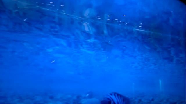 Американские цихлиды.mp4 смотреть онлайн