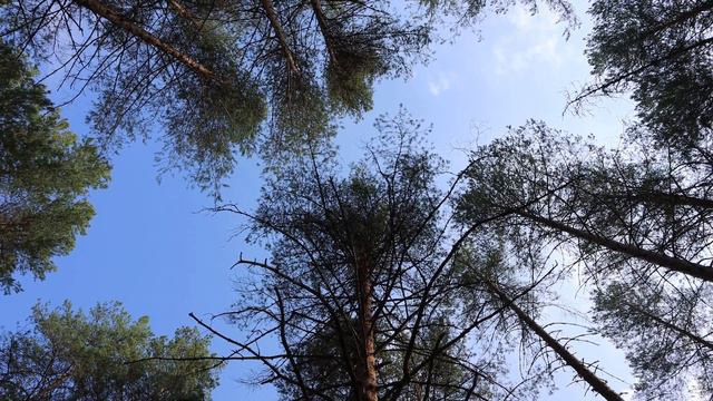 Пейзажи Кичменгско-Городецкого района под песню Юрия Краснопёрова "Прощание" смотреть онлайн