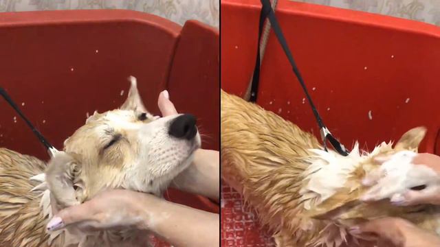 Супер линька Корги смотреть онлайн