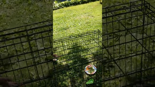 Bunny trap set up смотреть онлайн