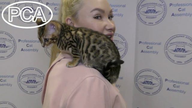 Бенгальский котенок. Выставка кошек PCA on-line. смотреть онлайн