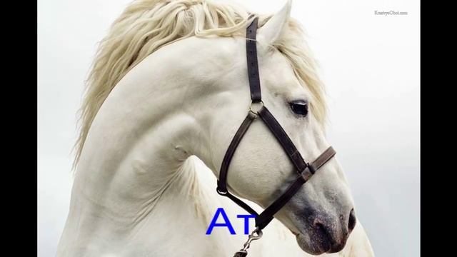 Учим говорить малышей! (казахским словам) смотреть онлайн