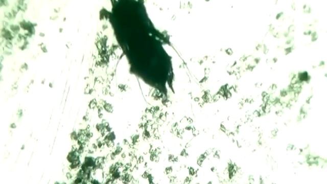 Клещи у кошек, почему кошка чешет уши смотреть онлайн