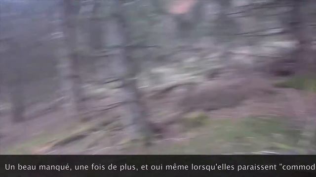 Chasse à la bécasse en Lozère avec Hitto ( setter Lemon ) смотреть онлайн