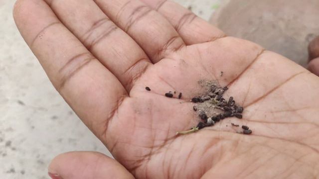 सदाबहार को बीज से ढेरो पौधें उगाने का सीक्रेट(हिंदी ) HowToGrowVincaSadabaharfromSeeds(full update смотреть онлайн