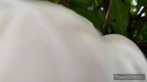 Гортензия сбежавшая невеста, уход и черенкование