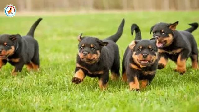 How to Check Pure Rottweiler Breed In Hindi | Know Your Breed In hindi смотреть онлайн