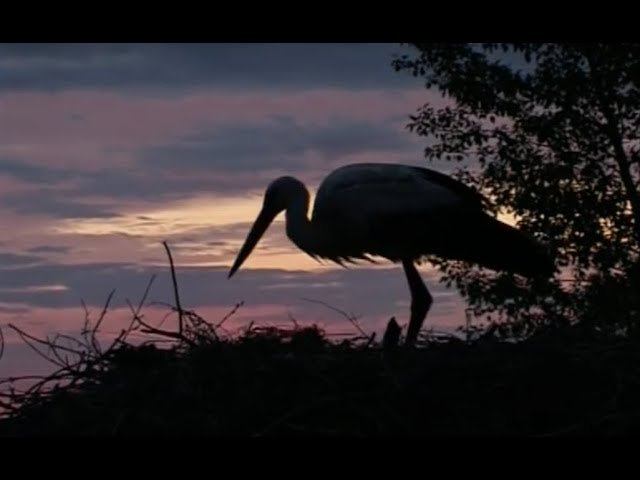Душевный фильм об аистах. Аисты Ровбицка.