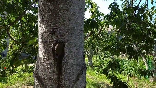 Дачные приятности и неприятности. смотреть онлайн