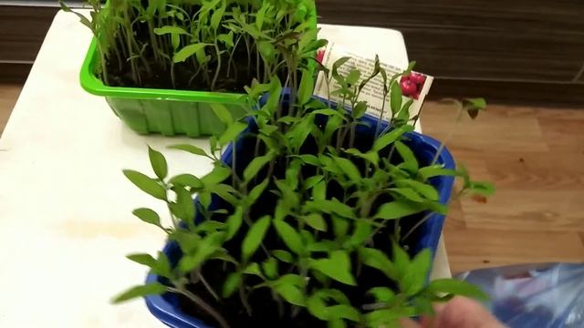 Какие Семена Лучше? Сравнительный АНАЛИЗ Семян НЕ Получился. смотреть онлайн