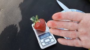 Лималексия - клубника (Голландский сорт), среднего срока созревания