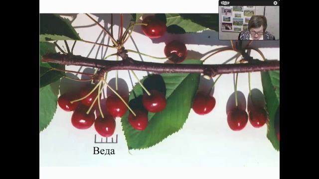 МОИП Видеоконференция М В Каньшина Сорта вишни и черешни смотреть онлайн