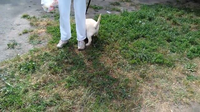 Первая прогулка Лабрадора смотреть онлайн