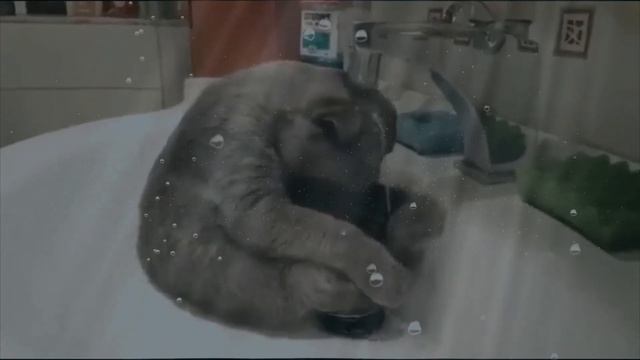 Виталий Балабан-Котик смотреть онлайн