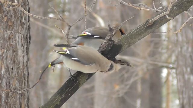 Свиристели в лесу. ( Bombycilla garrulus ) смотреть онлайн