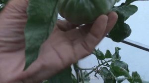 О сортах томатов "МЕДОВЫЙ САЛЮТ"