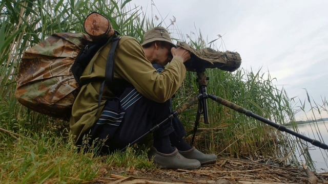 Фотоохота с Альбертом. Чомга.