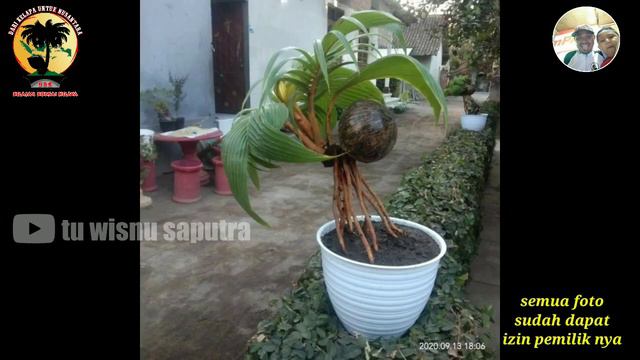 INSPIRASI MODEL BONSAI KELAPA //LOMBA FOTO DI BBK PART 1 смотреть онлайн