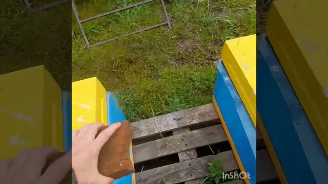 пасека 2023 делаем отводки в 6 рамочниках смотреть онлайн