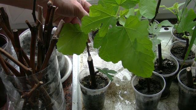 Вегетация саженцев инжира и их сортовые различия. смотреть онлайн