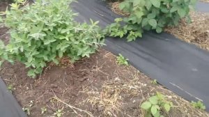 ЕЖЕВИКА./Уход за ежевикой в конце мая/