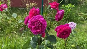 Розы Юрианда, Ботеро, Новалис.