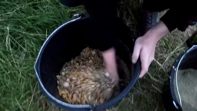 Два ведра прикормки на карпа, карася и сазана. ДЕДОВСКИЙ рецепт. Зерновые и другие компоненты. смотреть онлайн