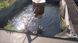 Рыба которая растет 2100%. За 45 дней с 26 до 700 гр. Африканский сом.