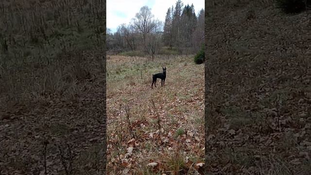 Прогулка с Доберманом Рикой 7 месяцев, смотреть онлайн