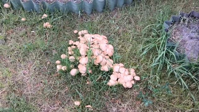 Как вырастить грибы на даче смотреть онлайн