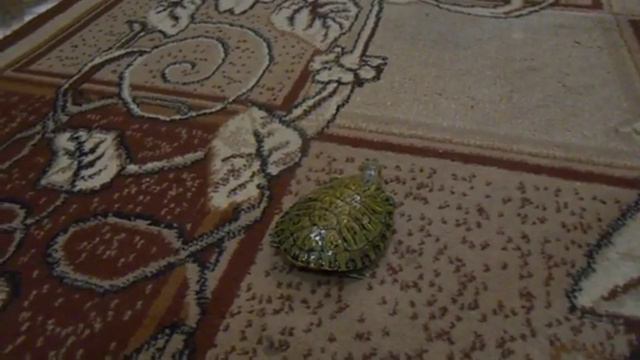 Заяц Обзор Красноухой Черепахи Наташи смотреть онлайн