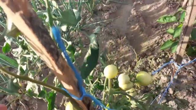 АМПЕЛЬНЫЙ ТОМАТ,ЧТО ТВОРИТСЯ В ОГОРОДЕ С ТОМАТАМИ,ПОГОДА. смотреть онлайн