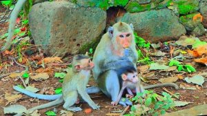 Маленькие обезьянки.