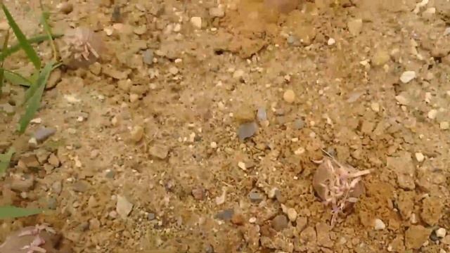 Грабли веерные Для любителей канала Грабли Лайф 16 06 21 смотреть онлайн