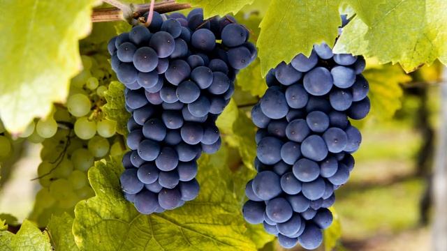 Картинка Фрукты. Осень, виноград, Молдова. смотреть онлайн