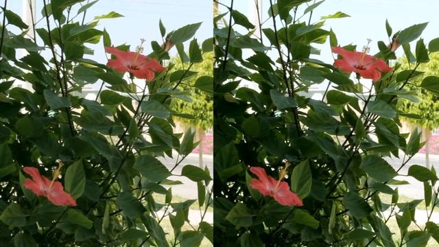 Canon 60D vs Canon Vixia HF G10 смотреть онлайн
