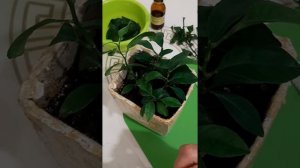 Прививка мандарина.? Где взять бесплатные черенки.? Окулировка.