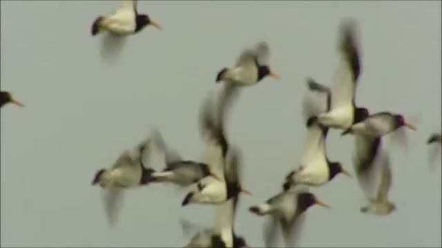 Релаксация "Европа там где живут пингвины" смотреть онлайн