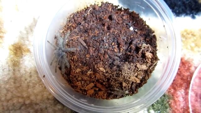Heteroscodra maculata Sling Eating Cricket смотреть онлайн