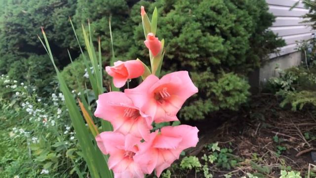 🌸Beautiful peach color gladiolus flower in my garden 10/5/2021🌸 смотреть онлайн